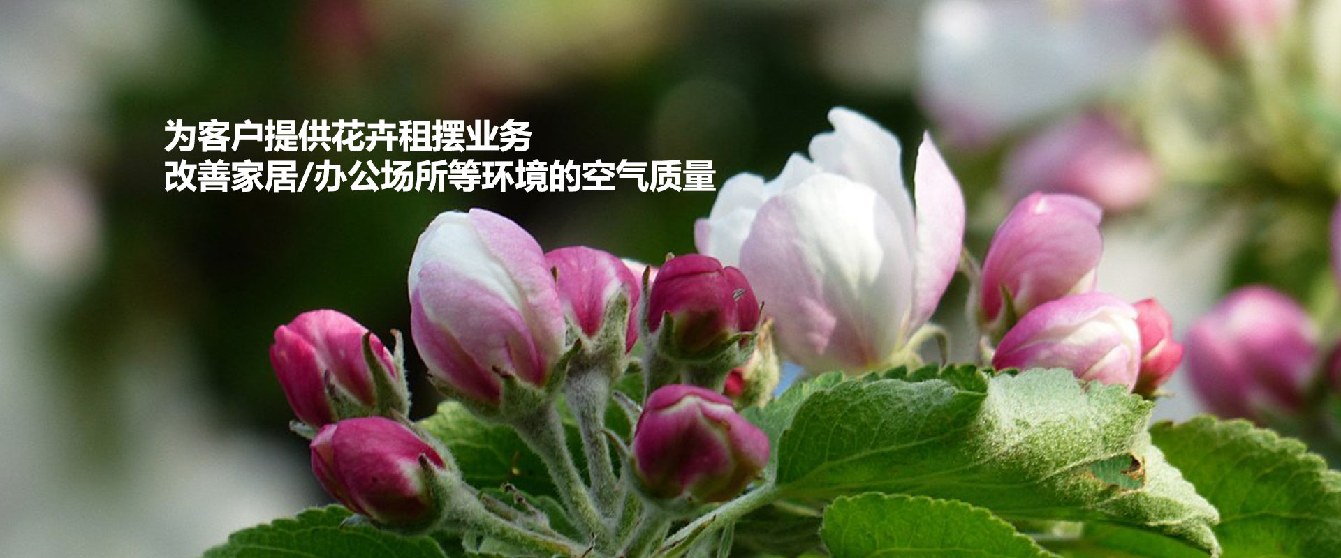 竹雞鴨鵝床